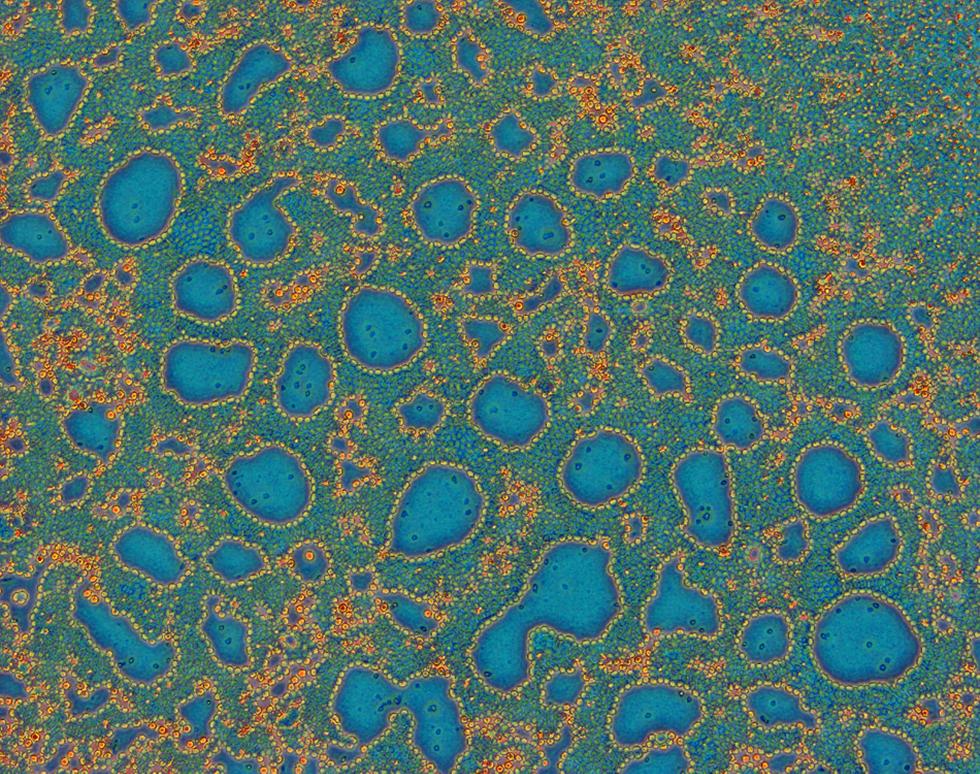 (Blood) Bubble Bath - Sonya James